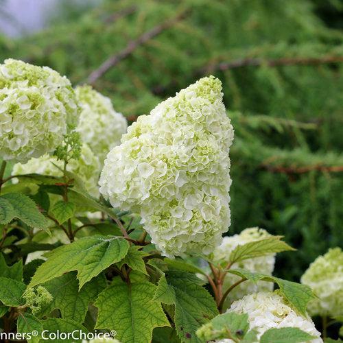 Hydrangea quercifolia 'Brother Edward' ~ Gatsby Moon® Hydrangea