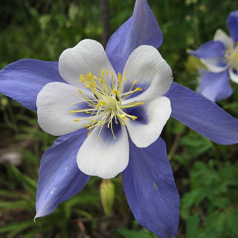 Aquilegia caerulea 'Deep Blue & White' ~ Kirigami™ Deep Blue & White Columbine