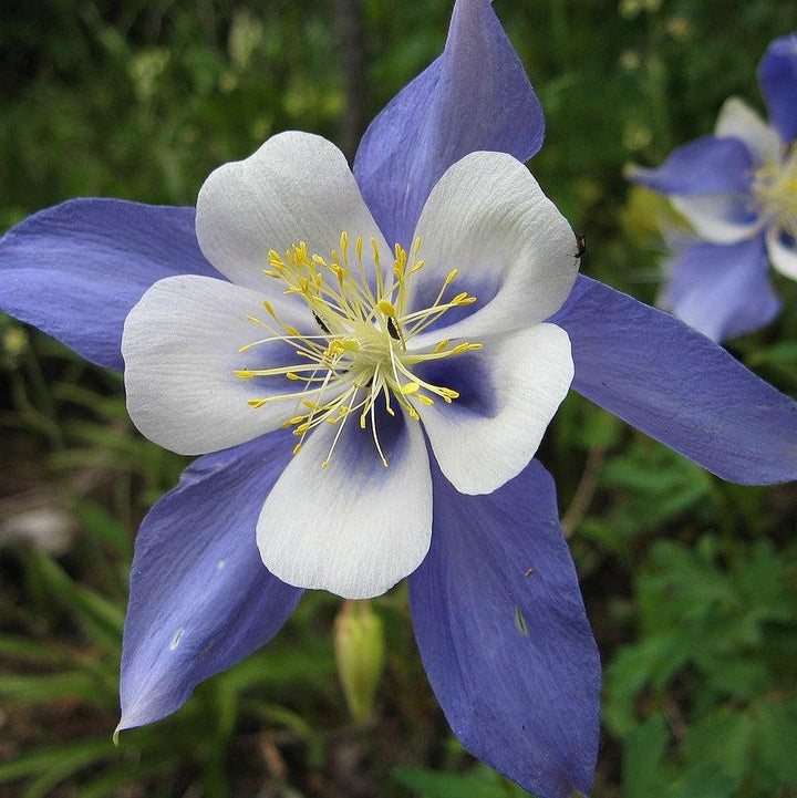 Aquilegia caerulea 'Deep Blue & White' ~ Kirigami™ Deep Blue & White Columbine