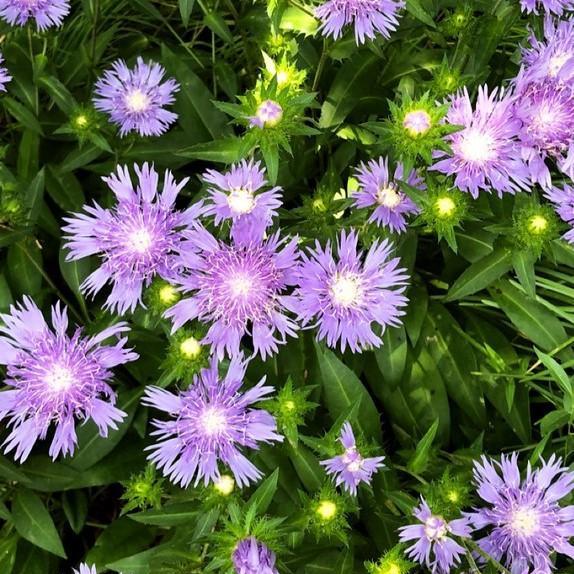 Stokesia laevis 'Peachie's Pick' ~ Peachie's Pick Stoke's Aster