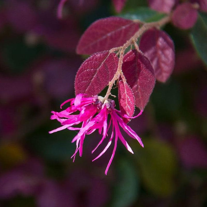 Loropetalum chinense var. rubrum 'PIILC-I' PP25,534 ~ Flor con flecos First Editions® Crimson Fire™