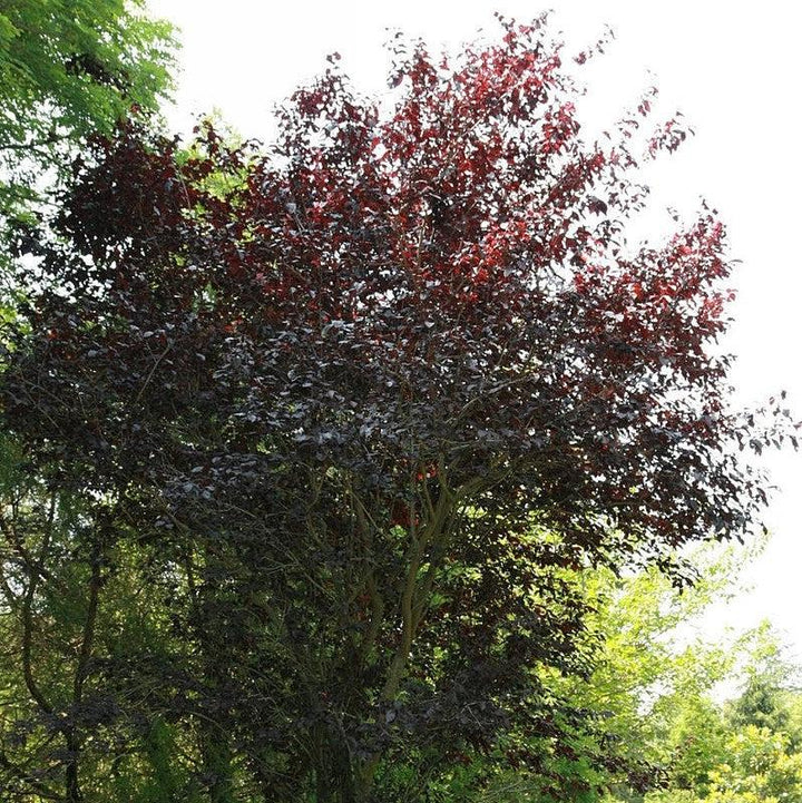 Prunus cerasifera 'Nube de tormenta' ~ Ciruela de hoja púrpura de nube de tormenta