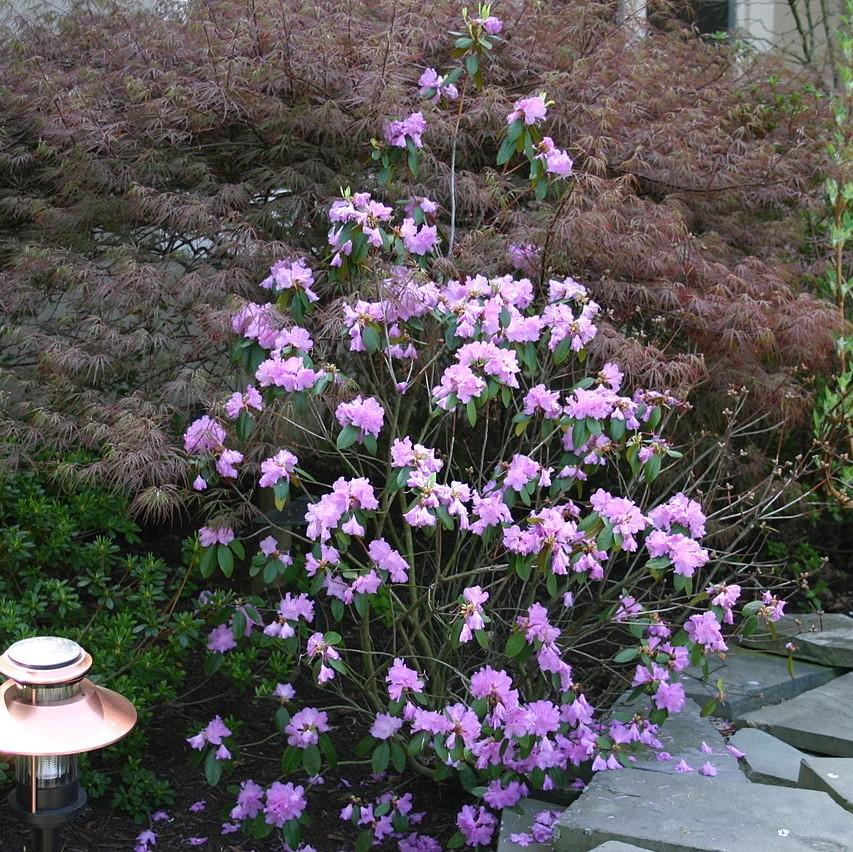 Rhododendron 'P.J.M' ~ P.J.M Rhododendron