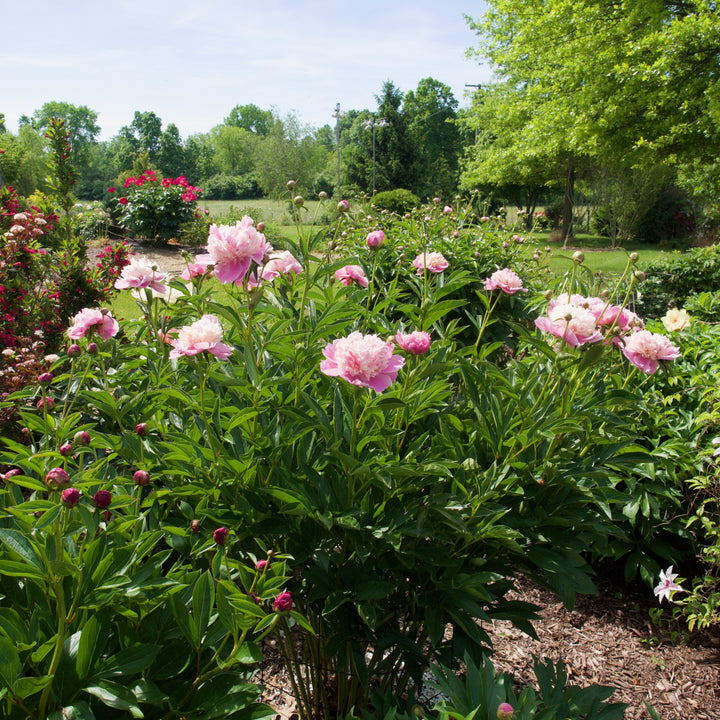 Paeonia lactiflora 'Sorbet' ~ Sorbet Peony