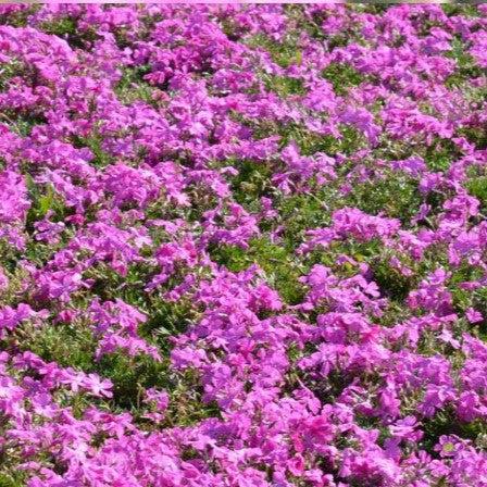 Phlox subulata 'Drummond's Pink' ~ Drummond's Pink Creeping Phlox