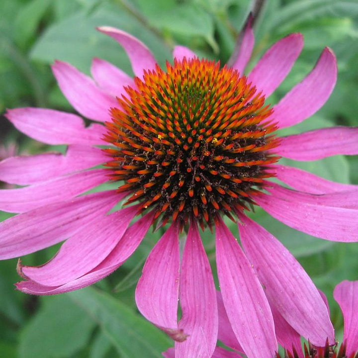 Echinacea purpurea ~ Purple Coneflower