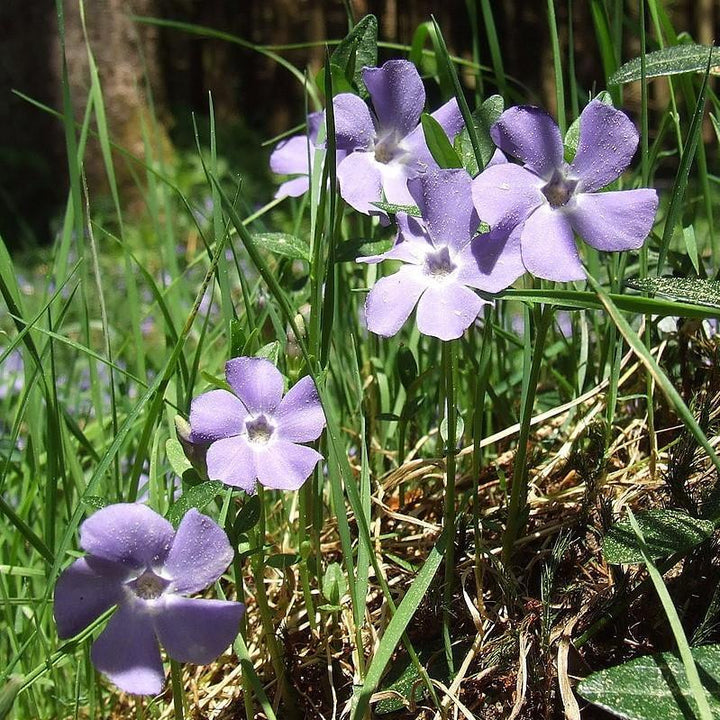 Vinca minor ~ Periwinkle, Creeping Myrtle