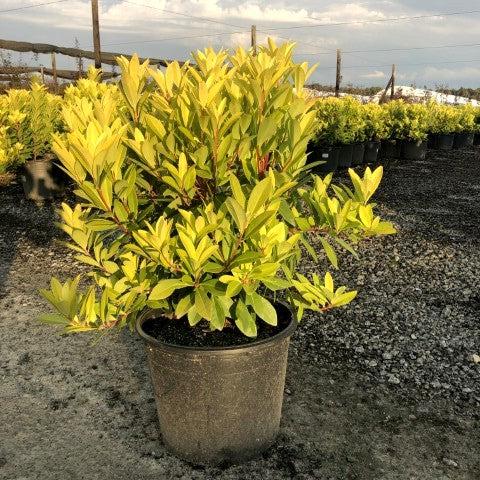 Illicium parviflorum 'Florida Sunshine' ~ Florida Sunshine Anise