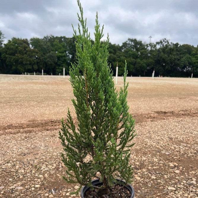 Juniperus chinensis 'Punto Azul' ~ Enebro de Punto Azul