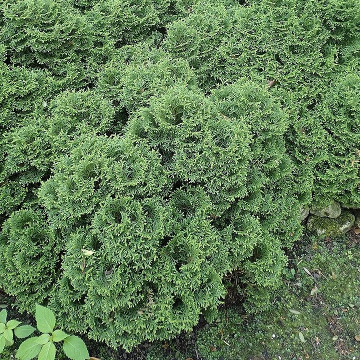 Thuja occidentalis 'Hetz Midget' ~ Hetz Midget Arborvitae, Mini Arborvitae