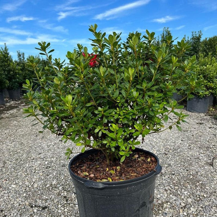 Rhododendron ‘Robleza’ ~ Encore® Autumn Bonfire™ Azalea