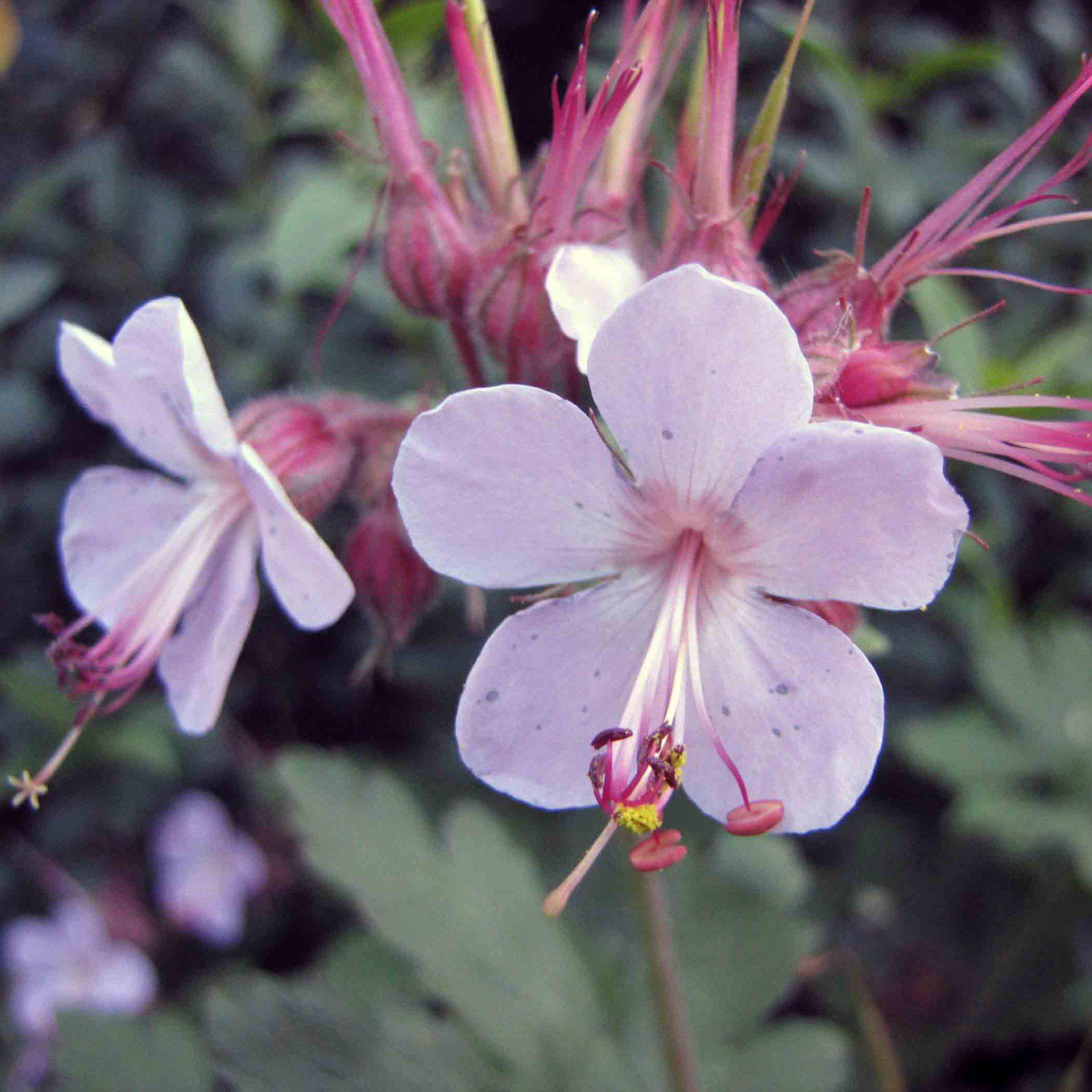 Geranium macrorrhizum 'Ingwersen's Variety' ~ Ingwersen's Variety Bigr ...