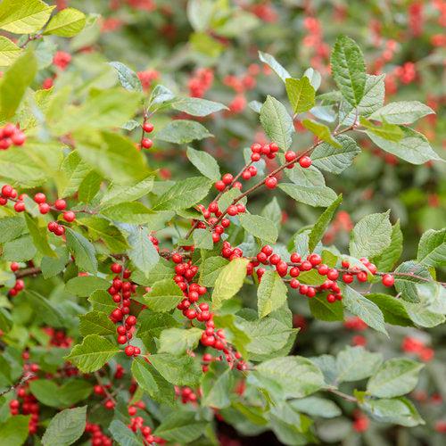 Ilex verticillata 'Spravy' ~ Berry Heavy® Winterberry