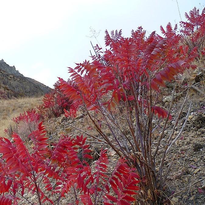 Rhus glabra ~ Zumaque liso