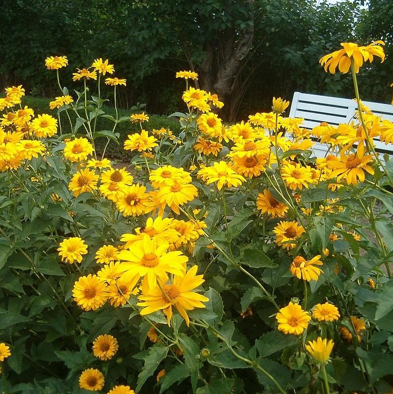 Heliopsis helianthoides var. scabra 'Sommersonne' ~ Summer Sun False Sunflower