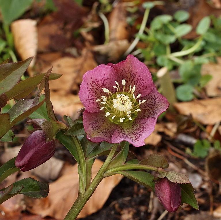 Helleborus orientalis 'Brandywine' ~ Brandywine™ Lenten Rose