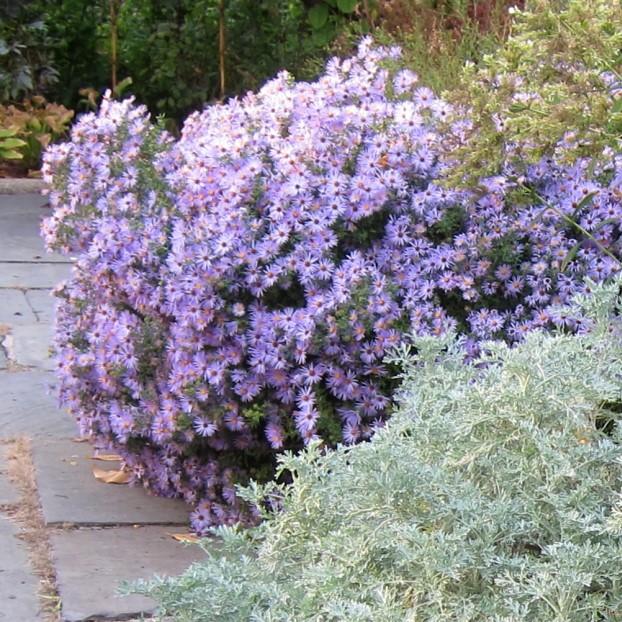 Aster oblongifolius 'Raydon's Favorite' ~ Raydon's Favorite Aromatic Aster