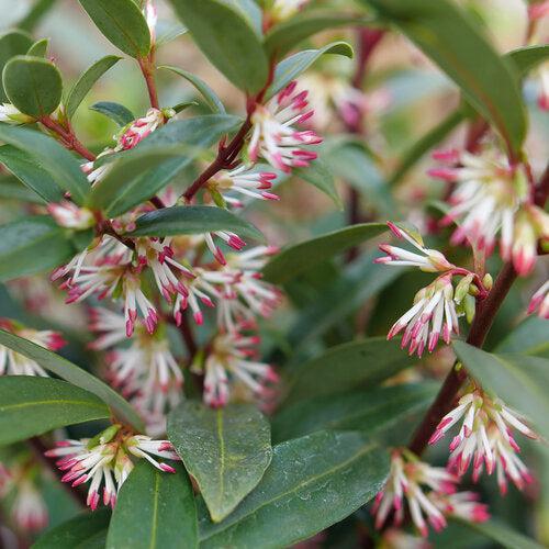 Sarcococca hookeriana 'Purplerij1' ~ Sweet & Lo™ Sweetbox