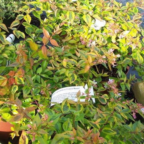 Abelia x grandiflora 'Francis Mason' ~ Francis Mason Glossy Abelia