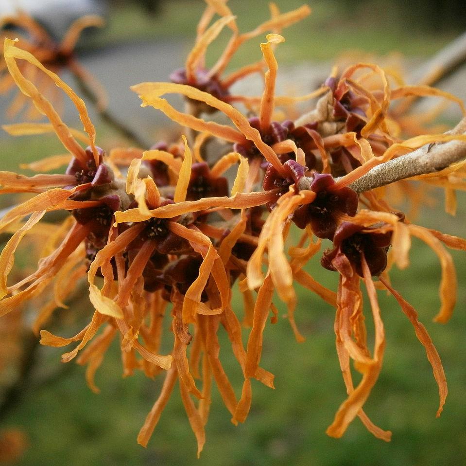 Hamamelis x intermedia 'Jelena' ~ Jelena Witch Hazel