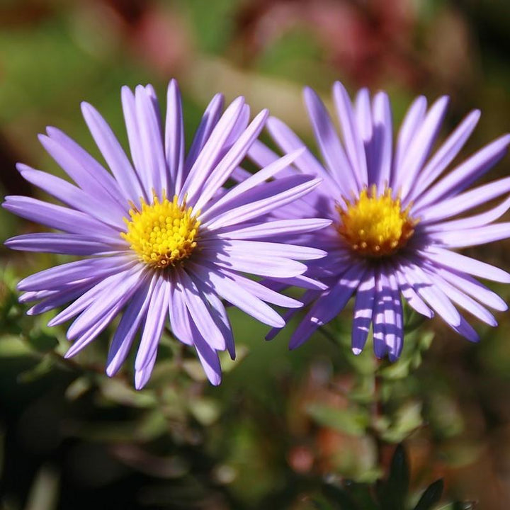 Aster oblongifolius 'Raydon's Favorite' ~ Raydon's Favorite Aromatic Aster