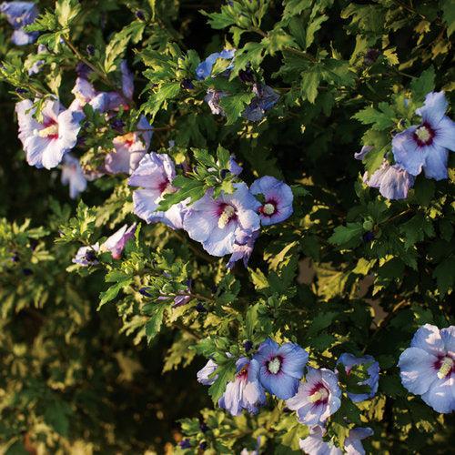 Hibiscus syriacus 'DVPazurri' ~ Azurri Blue Satin® Rosa de Sarón