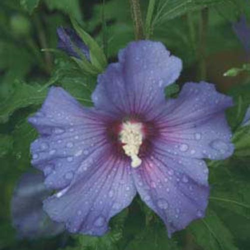 Hibiscus syriacus 'DVPazurri' ~ Azurri Blue Satin® Rose of Sharon