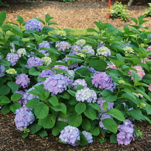 Hydrangea macrophylla × serrata 'SMNHSME' ~ Let's Dance® Sky View® Hydrangea