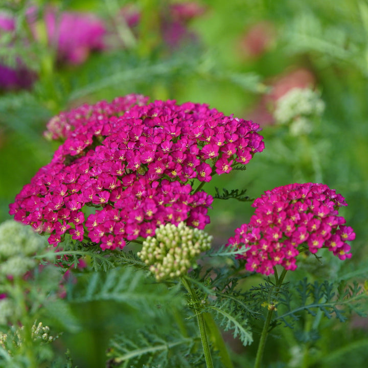 Achillea millefolium 'Pomegranate' ~ Pomegranate Yarrow