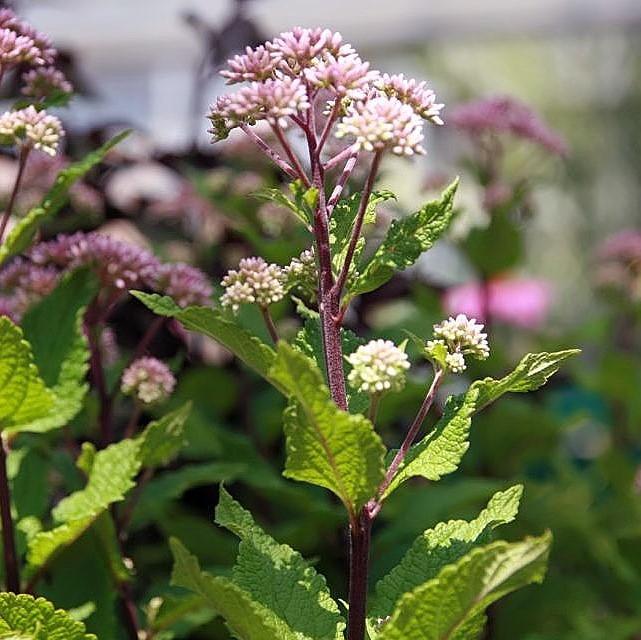 Eutrochium dubium 'Little Joe' ~ Little Joe Coastal Pye Weed