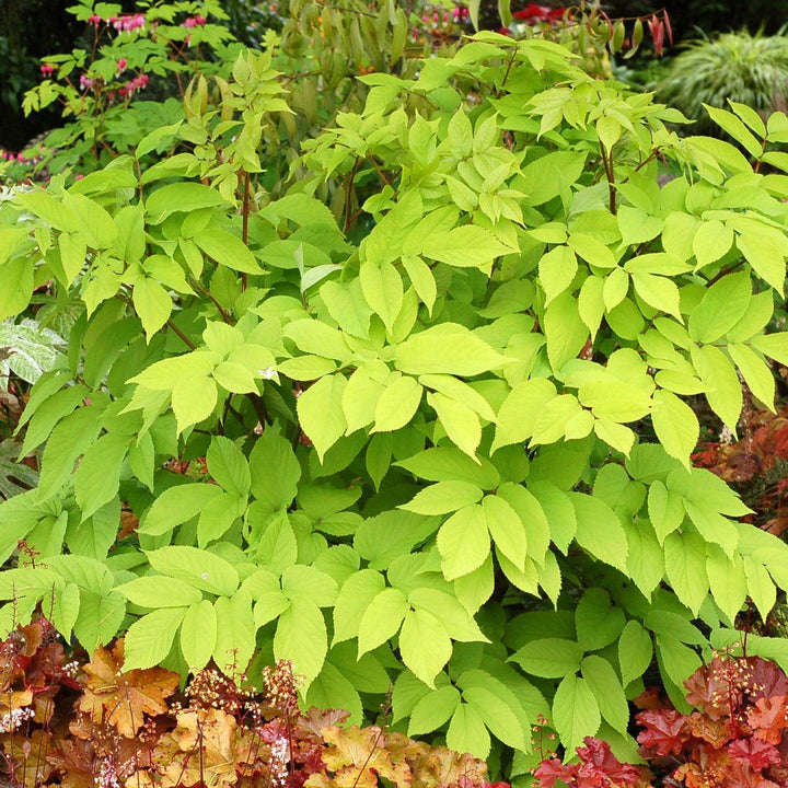 Aralia cordata 'Sun King' ~ Sun King Golden Japanese Spikenard