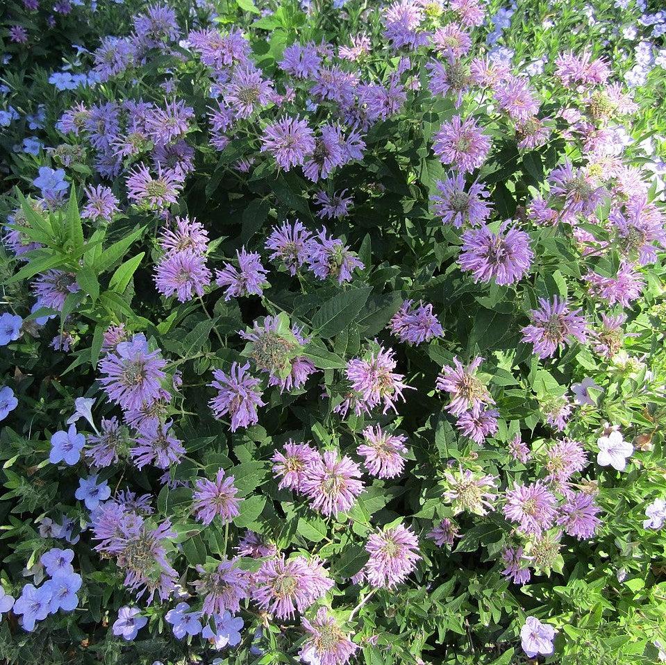 Monarda 'Blue Moon' ~ Sugar Buzz® Blue Moon Bee Balm