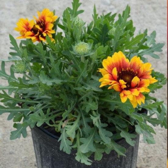 Gaillardia aristata 'Spintop Red Starburst' ~ Spintop™ Red Starburst Blanket Flower