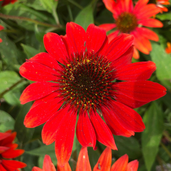 Echinacea x 'Balsomanita' PPAF ~ Sombrero® Sangrita Coneflower