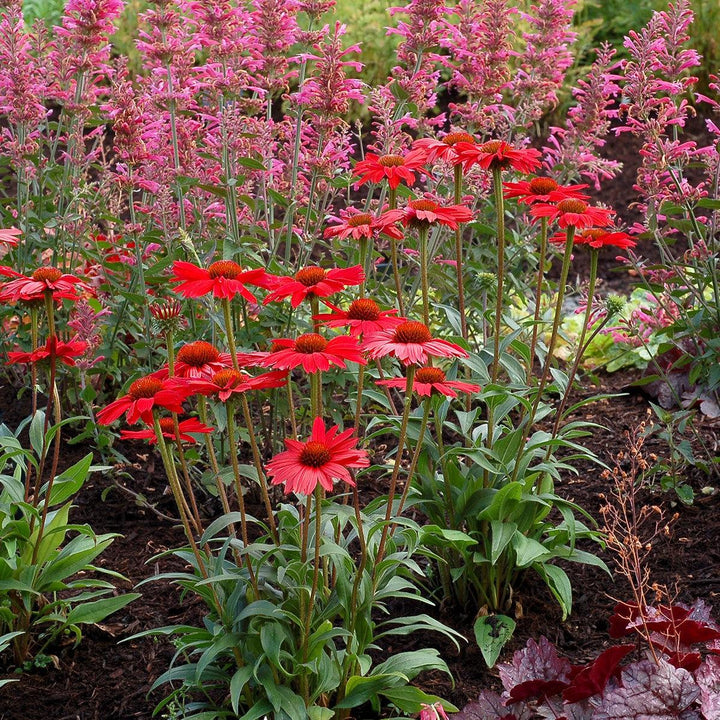 Echinacea 'TNECHKRD' PP #29,743 ~ Kismet® Red Coneflower