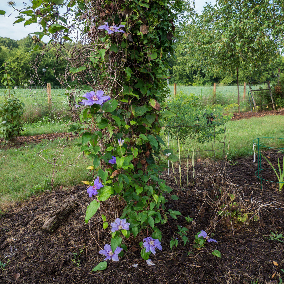 Clematis 'Ramona' ~ Ramona Clematis