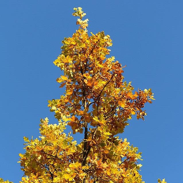 Quercus robur x bicolor ‘Long’ ~ Regal Prince® Oak