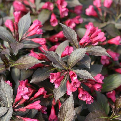 Weigela florida 'Bokraspiwi' PP23,781 ~ Vino derramado® Weigela