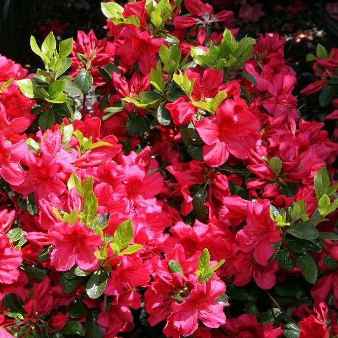 Rhododendron x girard 'Girard's Crimson' ~ Girard's Crimson Azalea