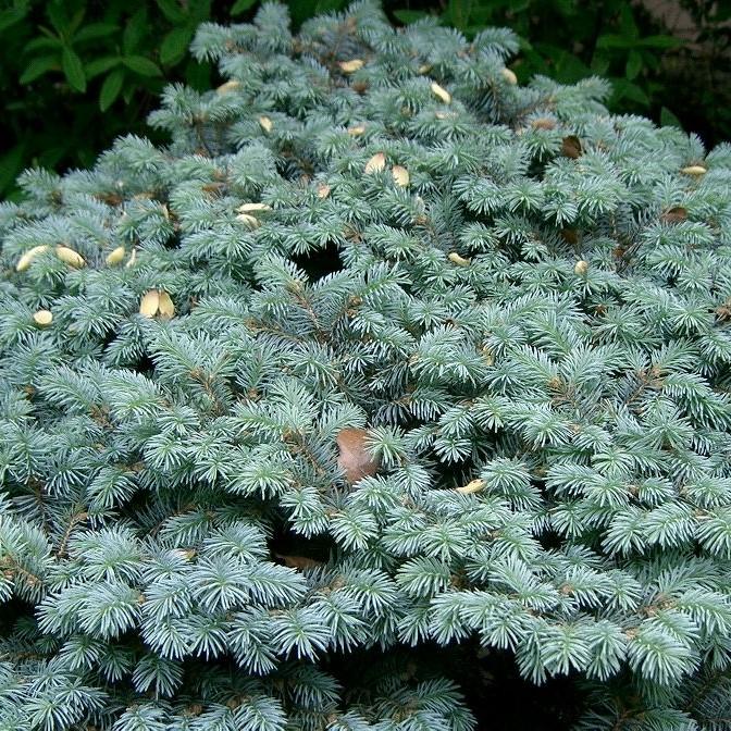 Picea pungens 'Globosa' ~ Globe Blue Spruce