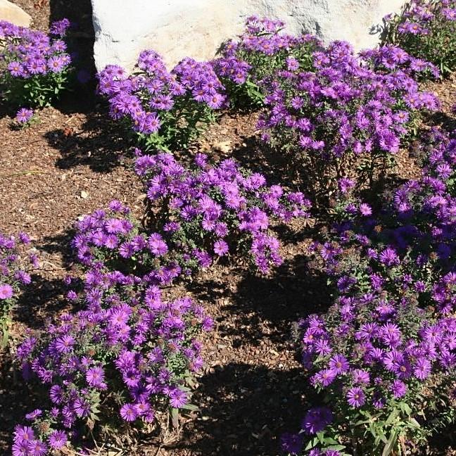 Aster nov-ang. 'Purple Dome' ~ Purple Dome New England Aster