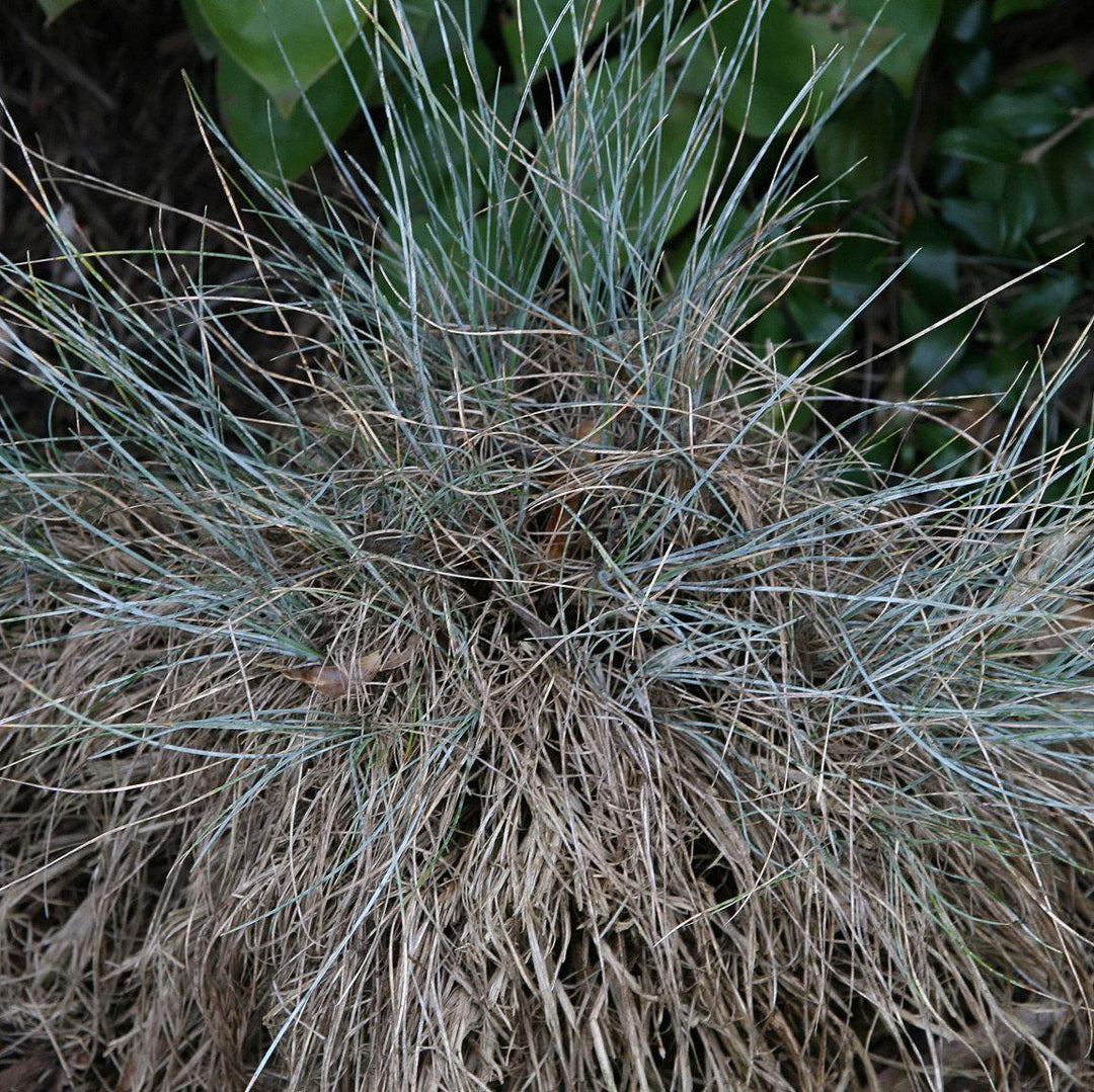 Festuca glauca 'Elijah Blue' ~ Blue Fescue