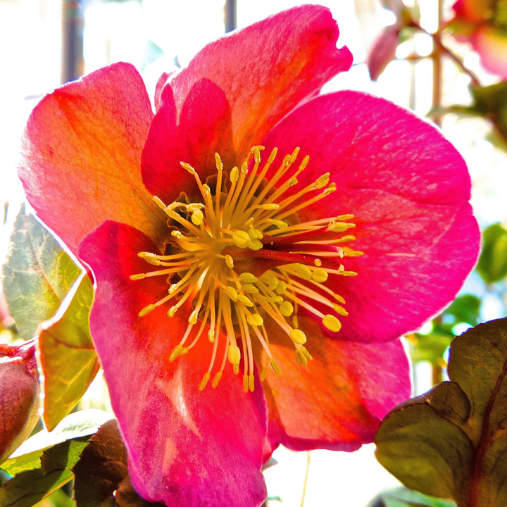 Helleborus x hybridus 'ABCRD01' ~ FrostKiss™ Penny's Pink® Lenten Rose