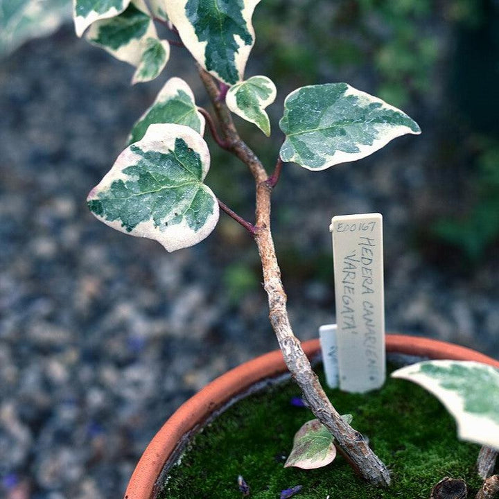 Hedera canariensis 'Variegata' ~ Variegated Algerian Ivy