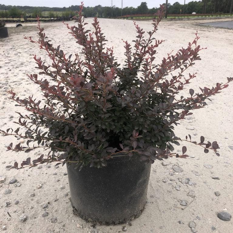 Berberis thunbergii 'Pygmy carmesí' ~ Agracejo pigmeo carmesí