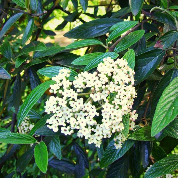 Viburnum 'Pragense' ~ Viburnum de Praga