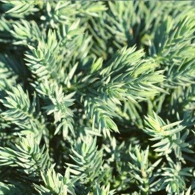 Juniperus squamata 'Blue Star' ~ Blue Star Juniper