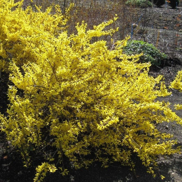 Forsythia x intermedia 'Kolgold' ~ Magical® Gold Forsythia