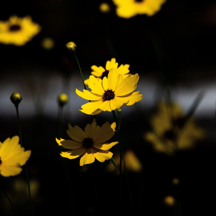 Coreopsis palustris 'Summer Sunshine' ~ Summer Sunshine Tickseed, Coreopsis