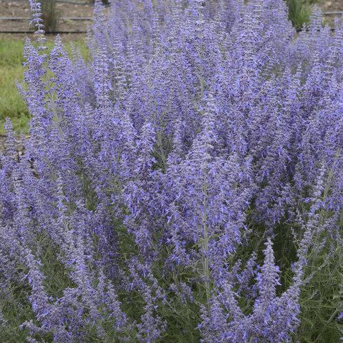 Perovskia atriplicifolia ‘Denim ‘N Lace’ ~ Denim 'N Lace Russian Sage